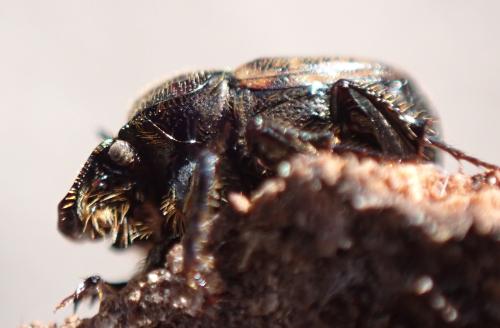 Réf. 300 496 : Onthophagus similis